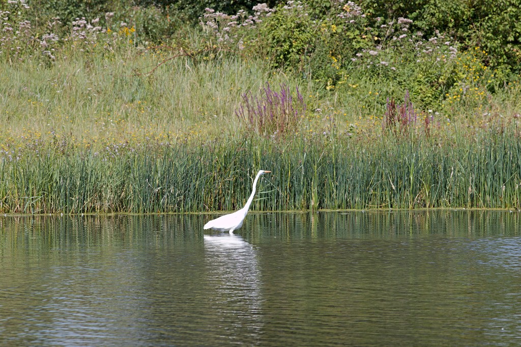 dintelse gorzen natuurgebied natuur natuurmonumenten schotse hooglanders brabant de heen landschap hdr